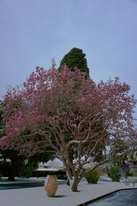 Pink flowering tree against clear sky