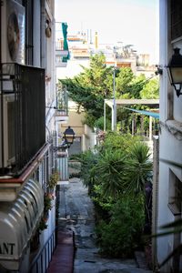 Walkway amidst plants in city