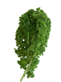 Close-up of green leaf against white background