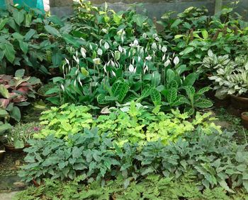 High angle view of plants