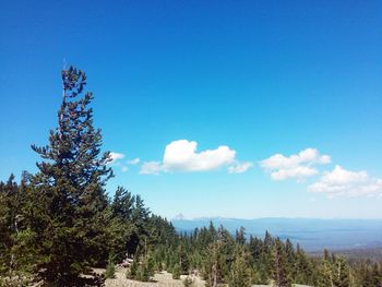 Trees on landscape against blue sky