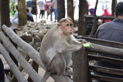 Monkey on man looking away