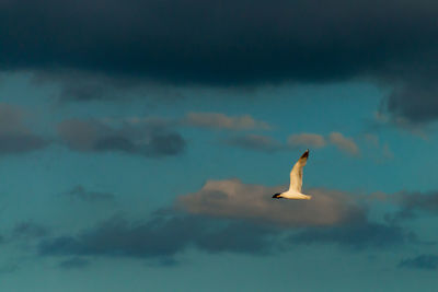 Low angle view of seagull flying in sky