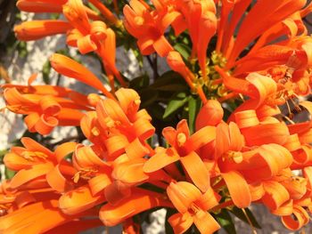 Close-up of orange flowers blooming outdoors