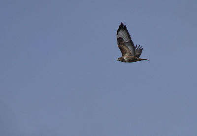 Low angle view of seagull flying
