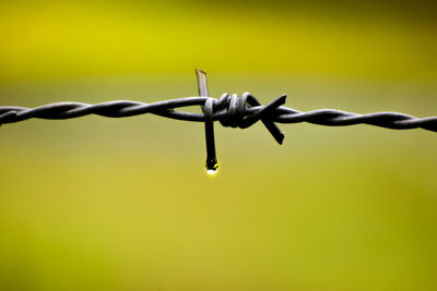 Close-up of barbed wire