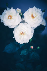 Close-up of white rose against black background