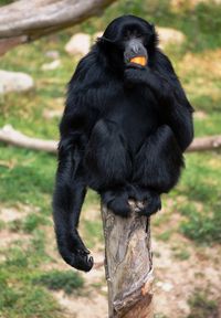 A black monkey eating an orange