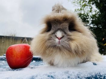 Close-up of an animal on snow