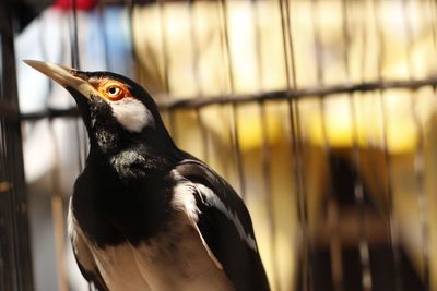 Close-up of bird in cage