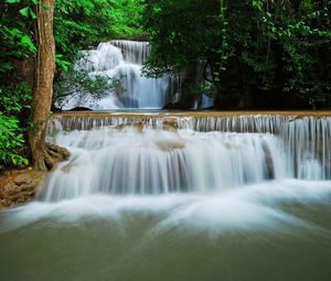 Stream flowing through forest