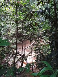 Plants and trees in forest