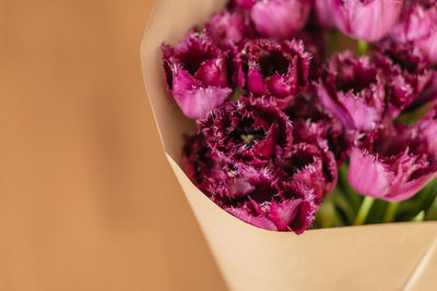 Close-up of pink rose flower