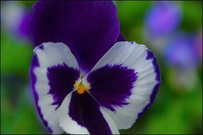 Close-up of purple flower blooming outdoors