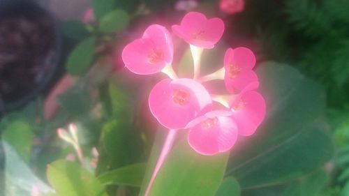 Close-up of flowers against blurred background