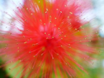 Macro shot of pink flower