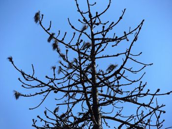 Low angle view of bare trees against clear blue sky