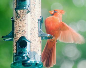 Close-up of bird perching on feeder