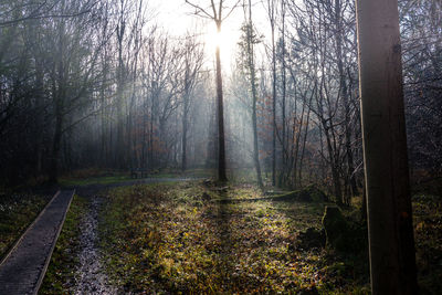 Trees in forest