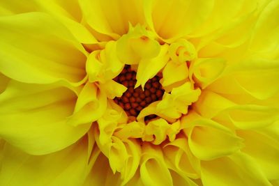 Close-up of yellow flower