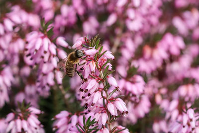 Close-up of bee pollinating on pink flower