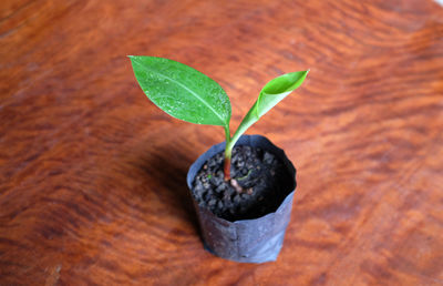 Fresh green galangal tree in a black plastic bag on a wooden table .