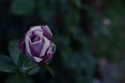 Close-up of pink rose