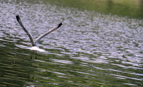 Close-up of bird flying over lake