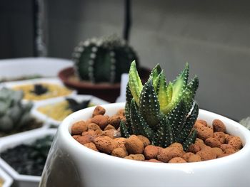 Close-up of succulent plant on table