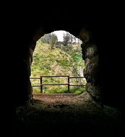 Trees seen through tunnel