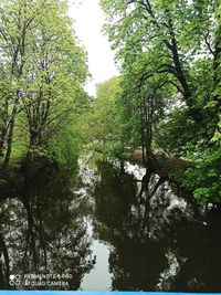 Scenic view of lake in forest