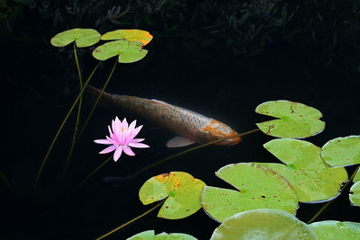 High angle view of lotus leaves floating on water