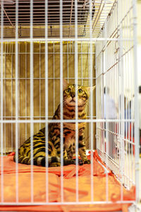 Cat looks a like little tiger in cage