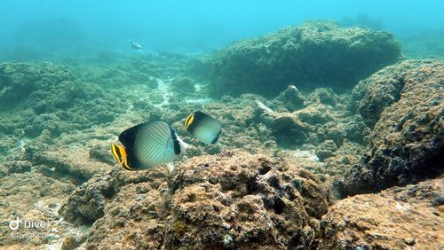 Fish swimming in sea