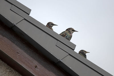 Low angle view of birds perching on building against sky