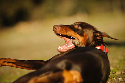 Doberman pinscher lying on grass at park