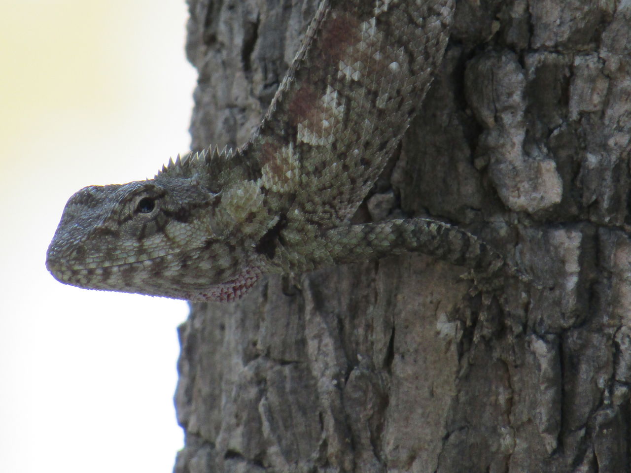 tree, animal themes, one animal, tree trunk, trunk, nature, no people, animal, animal wildlife, close-up, textured, lizard, reptile, wildlife, plant, branch, day, wood, outdoors, animal body part, focus on foreground, rough