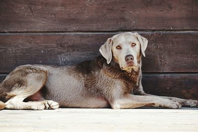 Portrait of dog sitting by wooden wall