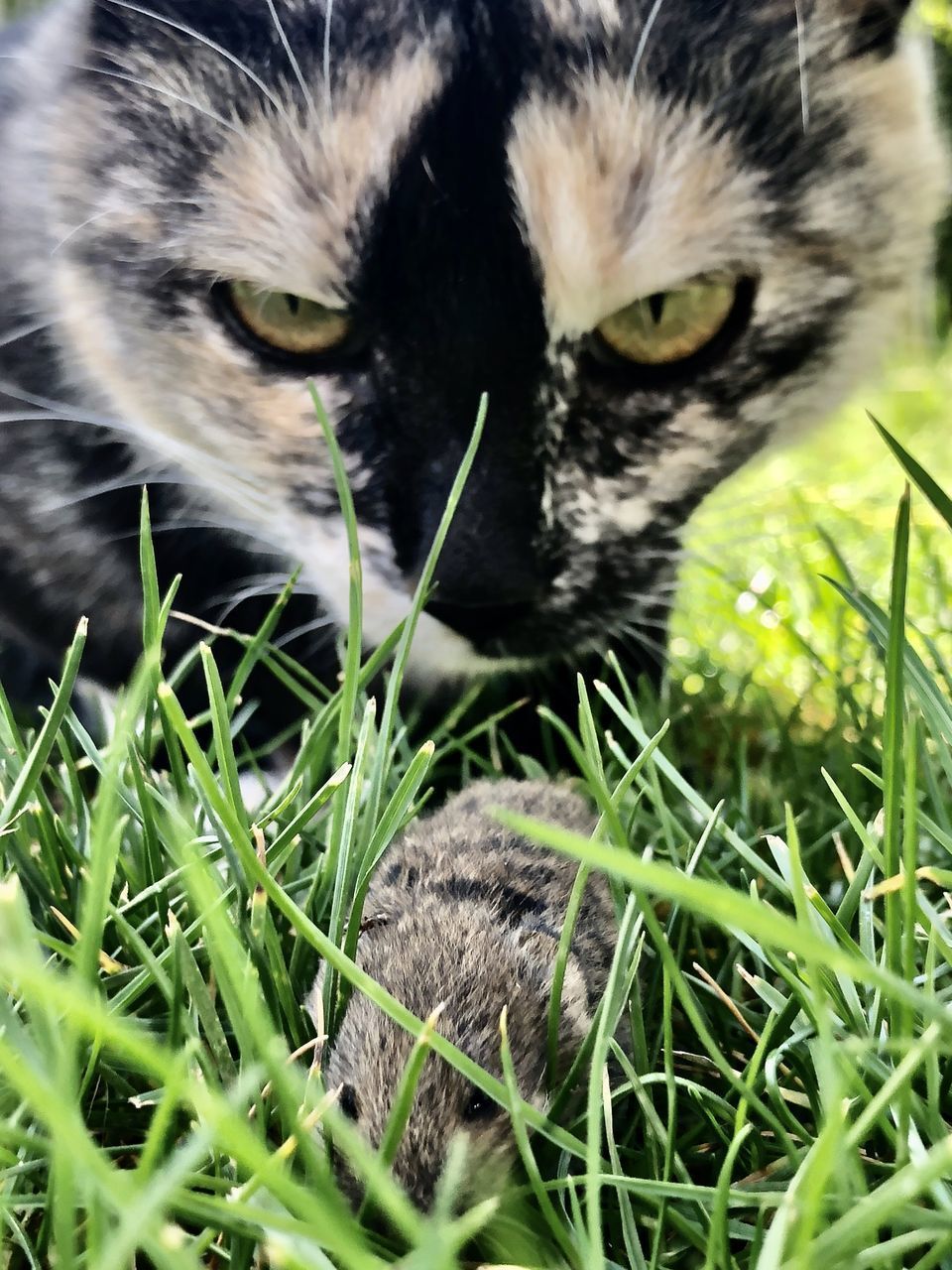 CLOSE-UP OF CAT ON GRASS