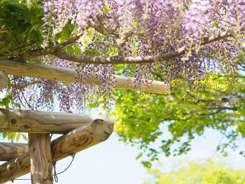 Low angle view of flowering tree against sky