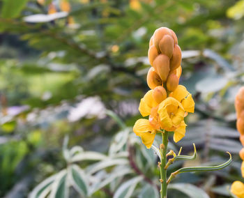 Close-up of yellow flowering plant