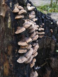 Close-up of mushrooms growing on tree trunk