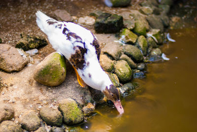 High angle view of fish in water