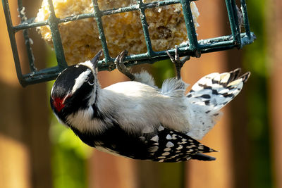 Close-up of bird perching on railing