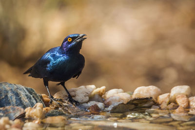 Close-up of bird perching on rock