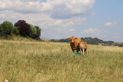 Horse in a field