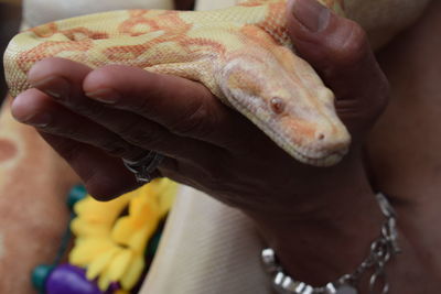 Close-up of midsection of woman holding python