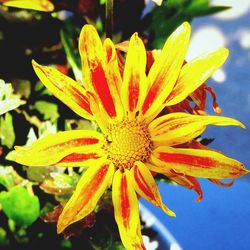 Close-up of yellow flower