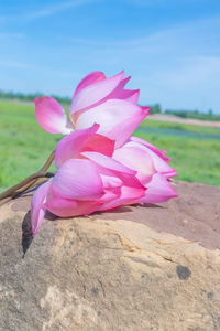 Close-up of pink flower on field