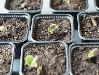 Close-up of plants growing in field